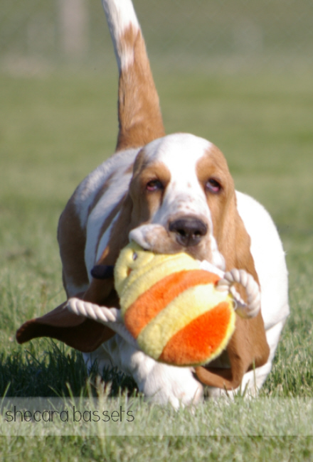 Basset Hound Puppy with Ball