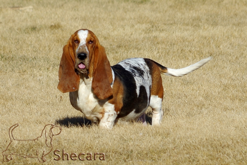 Shecara bassets sales