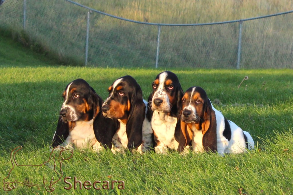 basset hound puppies available