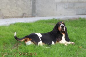 Shecara Basset Hounds, Tesla