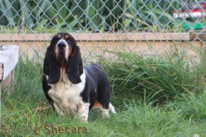 Shecara Basset Hounds, Tesla