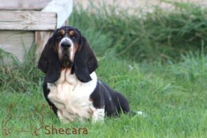 Shecara Basset Hounds, Tesla