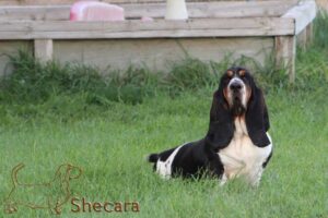 Shecara Basset Hounds, Tesla