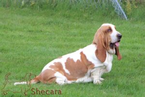 Basset Hound named Joey