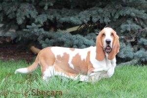 Basset Hound named Joey