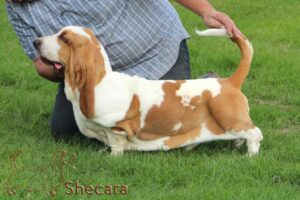 Basset Hound named Joey