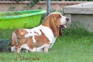 Basset Hound named Joey